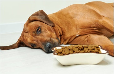Gastrointestinal