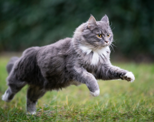 Gatos